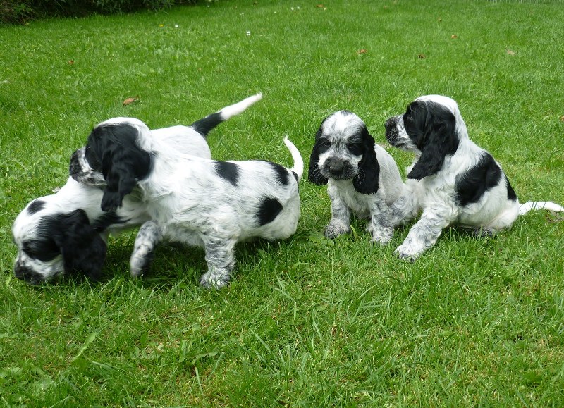 34-Flip, Fant, Fanny, Fred.JPG